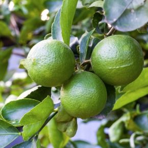 Lime, zöld citromCITRUS LIME VERDE MINI TÖRZS K1,5