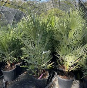 lószőrpálma CHAMAEROPS HUMILIS K10