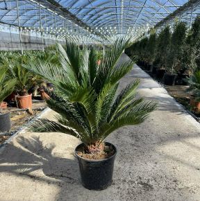 Szágópálma CYCAS REVOLUTA K12