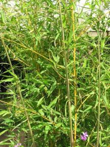 Sárgás bambusz   PHYLLOSTACHYS AUREA 150/200 K18