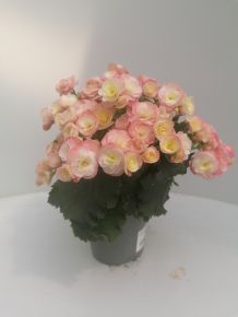 Begónia BEGONIA CS12