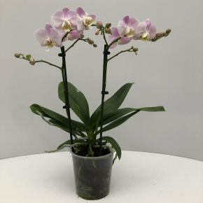 Lepkeorchidea PHALAENOPSIS 2 ÁGAS CS9