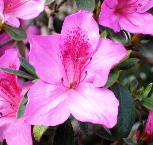 Japán azálea RHODODENDRON SIMSII FAJTÁK CS13