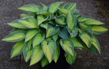 Árnyékliliom HOSTA FAJTÁK CS15-17