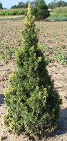 Sárga cukorsüvegfenyő PICEA GLAUCA RAINBOW'S END 40/60*