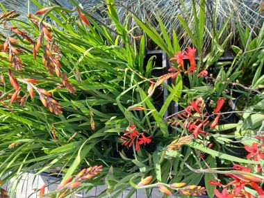 Kerti sáfrányfű CROCOSMIA FAJTÁK CS15