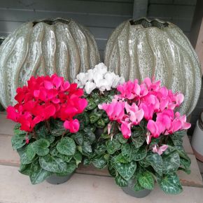 Ciklámen CYCLAMEN CS12