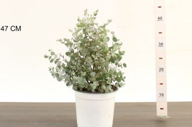 Havasi eukaliptusz   EUCALYPTUS GUNNII CS17