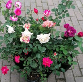 Rózsa ROSA fajták K3