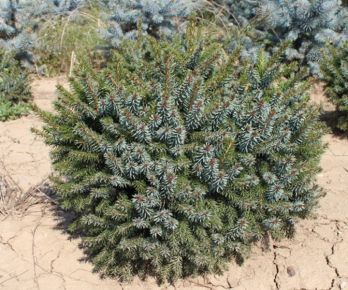 Törpe szerb lucfenyő PICEA OMORIKA NANA 40/50*