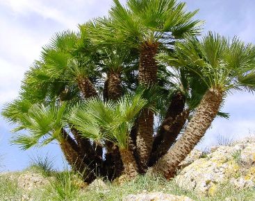 Törpe lószőrpálma CHAMAEROPS HUMILIS K15