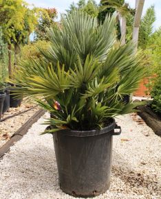 Törpe lószőrpálma CHAMAEROPS HUMILIS COMPACTA K30