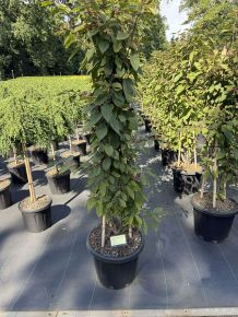 Kínai lilabogyó CALLICARPA BODINIERI PROFUSION 120/+ K25