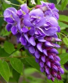 Lilaakác    WISTERIA BRACHYBOTRYS SHOWA-BENI T1/2 K18