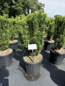 Mandzsu áltiszafa CEPHALOTAXUS HARRINGTONIA 50/60 K11