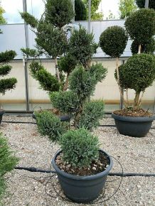 Kék kínai boróka  JUNIPERUS CHINENSIS BLUE ALPS BONSAI 150/175 K130
