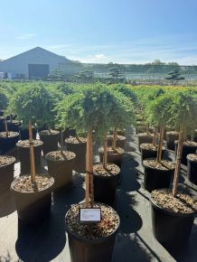 Közönséges boróka   JUNIPERUS COMMUNIS GREEN MANTLE T60 K15