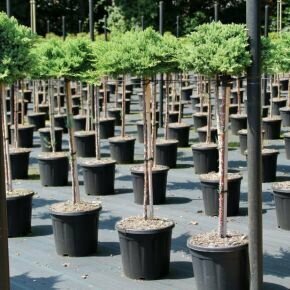 Japán törpeboróka   JUNIPERUS PROCUMBENS NANA T80 K15