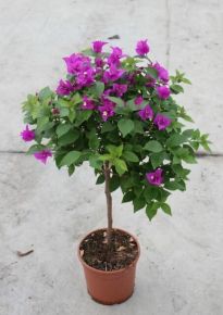 Murvafürt BOUGAINVILLEA ALEXANDRA T30 30/35 K3