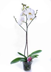 Lepkeorchidea PHALAENOPSIS 2 ÁGAS