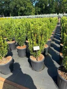 Mandzsu áltiszafa CEPHALOTAXUS HARRINGTONIA FASTIGIATA 60/70 K15