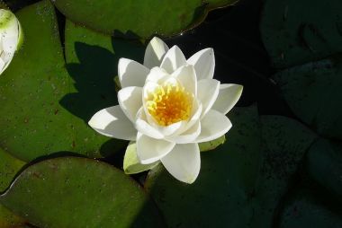 Tavirózsa NYMPHAEA MIX CS15