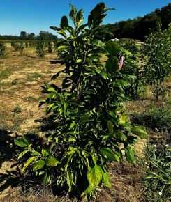 Liliomfa MAGNOLIA BETTY 80/100*