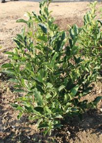 Liliomfa MAGNOLIA GEORGE HENRY KERN 80/100*