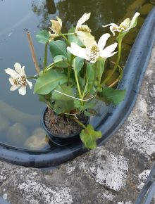 Kaliforniai vízipipacs ANEMOPSIS CALIFORNICA CS15