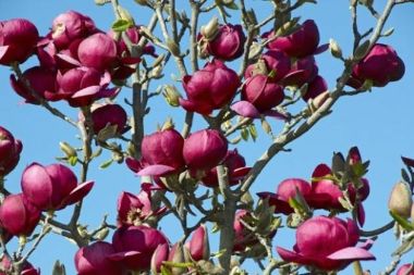 Bíborvörös liliomfa MAGNOLIA SOULANGEANA GENIE 80/100*