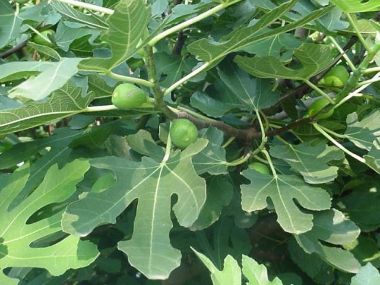 Füge FICUS CARICA törzses 90/100 K7,5