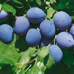 Empress szilva PRUNUS DOMESTICA EMPRESS SZGY