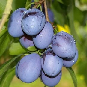 Topfirst szilva PRUNUS DOMESTICA TOPFIRST SZGY