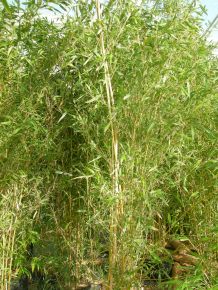 Zöld szárú sövénybambusz  PHYLLOSTACHYS BISSETII 60 CM-ES BALKONLÁDÁBAN