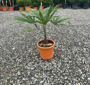 Kínai kenderpálma CHAMAEROPS EXCELSA K15