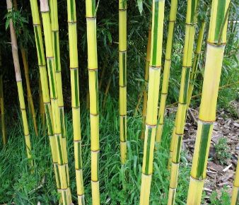 Aranysárgaszárú bambusz   PHYLLOSTACHYS AUREOSULCATA AUREOCAULIS 400/+ K70