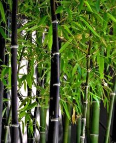 Fekete bambusz   PHYLLOSTACHYS NIGRA 150/200 K18
