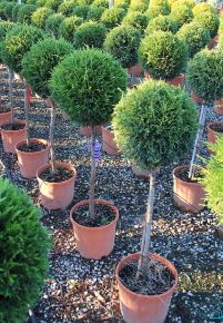 Leyland ciprus CUPRESSOCYPARIS LEYLANDII PYRAMIDALIS T1/2 60/+ K30