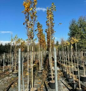 Oszlopos tulipánfa   LIRIODENDRON TULIPIFERA FASTIGIATUM T200 10/12 K30
