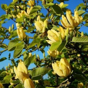 Sárga liliomfa   MAGNOLIA ACUMINATA YELLOW BIRD 12/14 K55