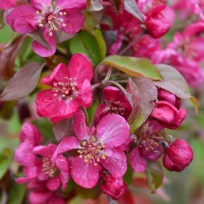 Díszalma    MALUS COCCINELLA COURTAROU K30