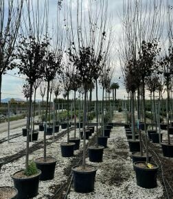 Vérszilva    PRUNUS CERASIFERA PISSARDI T200 14/16 K70