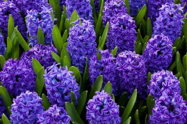 Kerti jácint HYACINTHUS TRIO CS12