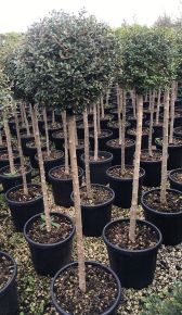Tricolor fényes levelű fagyal LIGUSTRUM LUCIDUM TRICOLOR 30/40 K3