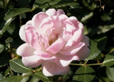 Talajtakaró rózsa ROSA CRISTAL FAIRY 15/+ K3