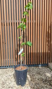 Mogyoró CORYLUS AVELLANA GEANT DE HALLE 80/100 K6