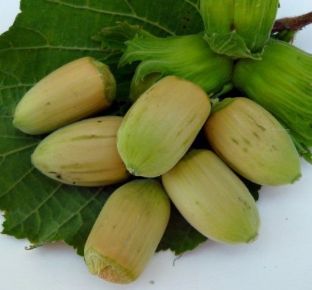 Mogyoró CORYLUS AVELLANA LANG TIDLIG ZELLER 80/100 K6