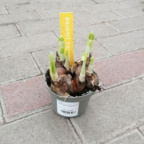 Nárcisz NARCISSUS CS9