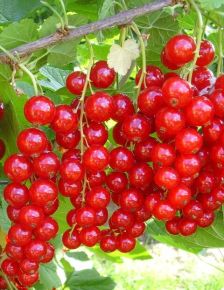 Piros ribiszke RIBES RUBRUM K3,5