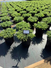 Közönséges boróka   JUNIPERUS COMMUNIS GREEN CARPET 30/40 K8